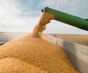 Ieșirea Rusiei din acordul global cu cereale va afecta și Serbia