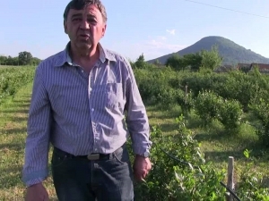 ARONIA, MINUNEA NATURII, PASIUNEA UNUI ROM&Acirc;N DIN KLADOVO