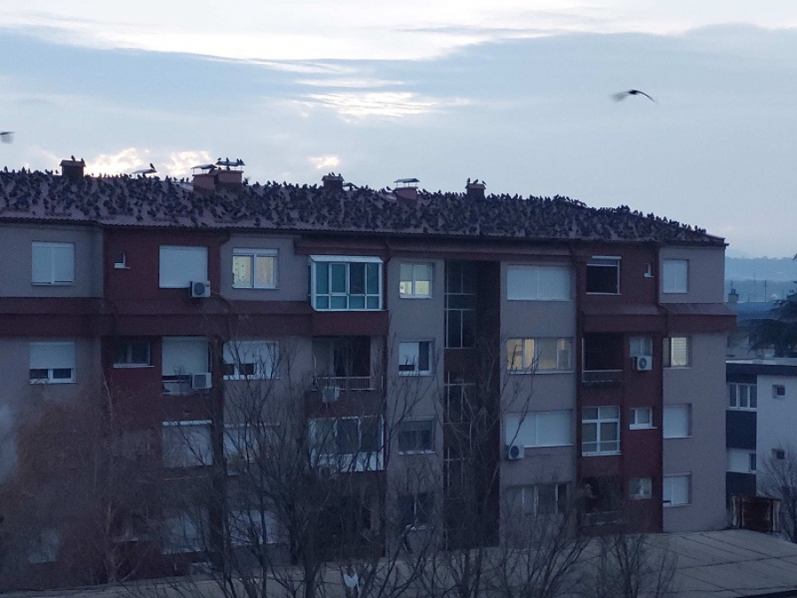 Imagini demne de filmele lui Hitchcock, la Kladovo! Mii de păsări pe acoperișuri!